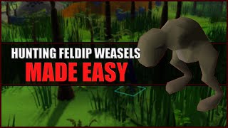 Quick Guide to Hunting Feldip Weasels in OSRS  Hunter Guide [upl. by Mahla757]