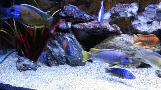 Malawi Cichlid Aquarium [upl. by Assirahc412]