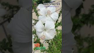 Exotic Hibiscus Landscaping I Spent 30 Days Growing hibiscus Flowers ShreeNursery [upl. by Inar203]