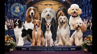 Westminster Dog Show 2024 Meet the Top Finalists [upl. by Smart]