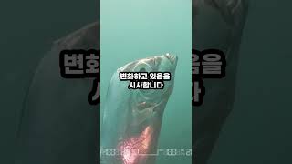 인류의 동물3종말의 물고기 둠스데이 피쉬 Doomsday Fish [upl. by Dara386]