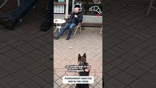 Le Chien le plus intelligent 🧠 du monde 😱 shorts histoire viral tiktok chien dog dogs [upl. by Modie]