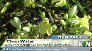 Moringa Oleifera purifies water [upl. by Aleusnoc]