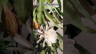 ब्रह्मकमल Brahma Kamal full information short video Brahma Kamal Flowers [upl. by Ailices]