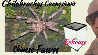 Chilobrachys Guangxiensis  Chinese Fawn  Rehouse [upl. by Hedelman]