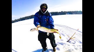 CRAZY FISH CATCH ON MESSOLONSKI LAKE ICE FISHING IN MAINE [upl. by Giacinta]