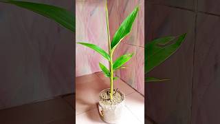 How to grow Ginger lily Hedychium coronarium Dolonchapa flower from bulbs shortsIsrats Garden 🌿 [upl. by Gaspar]