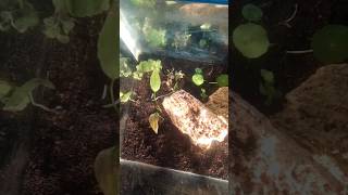 Ordered 5 in 1 aquatic Plants 🍀From Bunnycart All Fishes  trending youtubeshorts  shorts [upl. by Deppy]