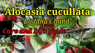 Alocasia cucullata quotBuddhas handquot Care tips and info [upl. by Ellenor]