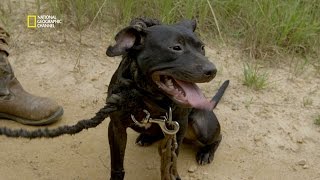 Les combats de chiens aux EtatsUnis [upl. by Air]