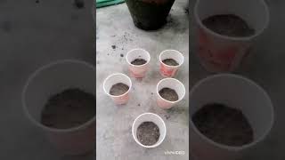 Biodegradability test for bioplastic [upl. by Hammond391]