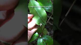 Supplejack or kareao A New Zealand Vine [upl. by Atinehc]