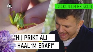 JURRE WORDT GEBETEN DOOR EEN SPRINKHAAN  Steken en Prikken 6  NPO Zapp [upl. by Ricarda]