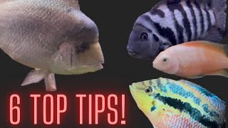 Aggressive Community 6 TIPS to keeping Small amp Large American Cichlids Together [upl. by Merv]