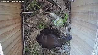 Day 19 Bewicks wren nest box [upl. by Azenav]