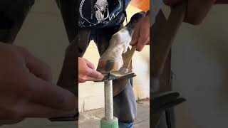 farrier horse fyp tiktokfarrier tiktokhorseshoer satisfying satisfying oddlysatisfying [upl. by Oiratno]