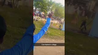 Cow festival in village funny video short viral funny [upl. by Neeroc46]