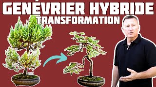 Transformation dun Genévrier Hybride en Bonsaï 🌱 NEJIKAN BONSAI 🌱 [upl. by Aneetsyrk]