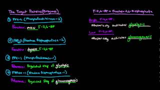 Glucagon Signaling Cascade  GPCR GProtein Coupled Receptor [upl. by Alyl]