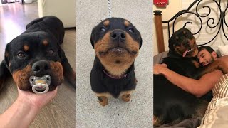 ROTTWEILER COMPILATION [upl. by Dominga263]