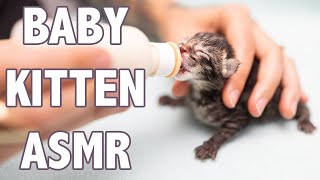 Baby Kitten ASMR to Calm Your Spirits [upl. by Anaed]