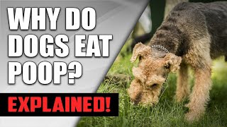 Why Do Dogs Eat Poop How to Stop It  Understanding Dog Coprophagia [upl. by Idnib]