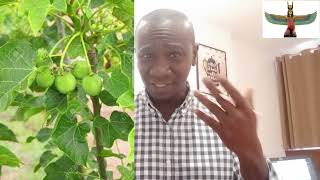 The Use of Jatropha Curcas aka Ewe LapaLapa Leaf in African Spirituality [upl. by Zack]