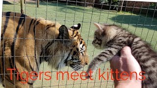 Tigers reaction to the kittens [upl. by Spieler]