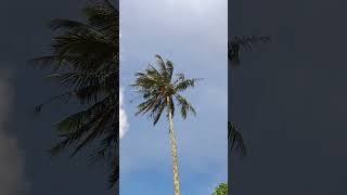 Tallest Coconut Tree in Mantalongon Dalaguete Cebu coconutoil coconut cocofun [upl. by Stefania]