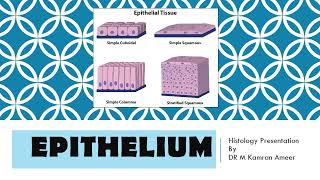 Epithelium  Cell Junctions  Apical Modifications  Dr Muhammad Kamran Ameer [upl. by Ynnahc]