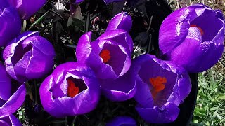 Crocus vernus Remembrance a bright purple winter blooming crocus for gardens in temperate climates [upl. by Machos]