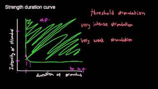 lecture 19 part 4 Action potential Stimulation threshold characteristics rheobase chronaxie [upl. by Jehu213]