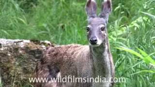 Musk Deer of the Himalaya [upl. by Rovner250]