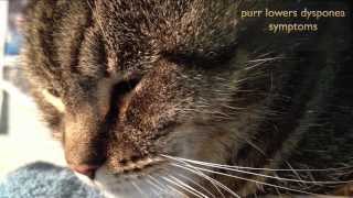 The HEALING SOUND of a cats PURR [upl. by Idak]