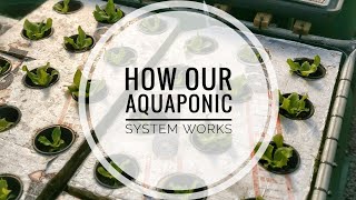 How our Aquaponic system works  Why Aquaponics [upl. by Nagaet]