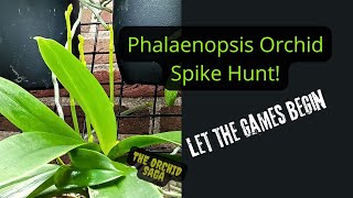 Phalaenopsis Orchid Spike Hunting´ Let the games begin [upl. by Miran]