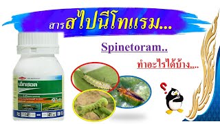 สไปนีโทแรมSpinetoram เพลี้ยไฟ หนอนดูดซึมและสัมผัส กลุ่ม 5 [upl. by Zap]