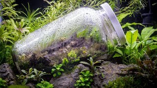 Terrarium in an Aquarium  What Should I Do [upl. by Alyakcim]