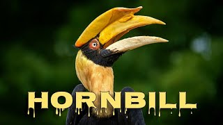 Great hornbill sound and call [upl. by Yevoc]