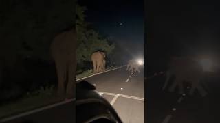 Elephant crossing in sathyamangalam forest tamilnadu 2024 [upl. by Haleelahk]