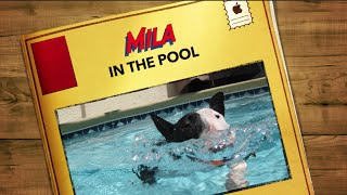 Bull Terrier puppy swimming in the pool [upl. by Engel]