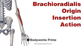 Brachioradialis Anatomy Origin Insertion amp Action [upl. by Fisch348]