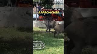 Wild Pigs Ask For Help From Man To Cool Off  bekofit [upl. by Ericksen851]