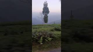 Darjeeling tea garden darjeelingtour darjeelingmall darjeelingvillagelife darjeelingdiaries [upl. by Sherwin993]