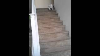 How a bull terrier uses the stairs [upl. by Lunetta]