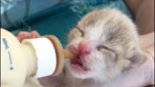 Just Born and Orphaned  Baby Kittens Rescued [upl. by Asum]