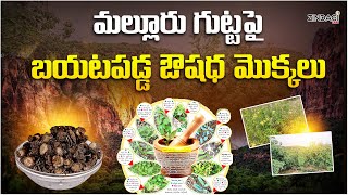 ములుగు జిల్లాలో ఔషధ మొక్కలు Medicinal Plants In Mulugu District [upl. by Edelson]