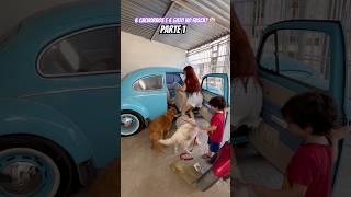 6 cachorros e 6 gato no fusca Parte 1 [upl. by Yliab70]