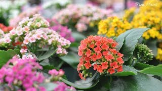 Fun Facts About The Kalanchoe Plant [upl. by Rainie]