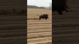 Farmer Calls me to Eradicate Hogs 💰 texas thermal drone feralhogs hog hunting [upl. by Ymmak]